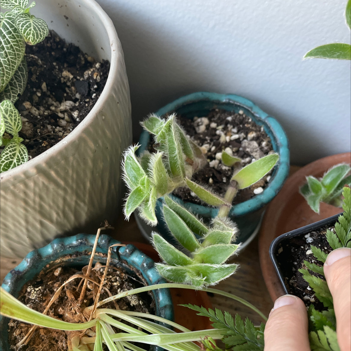Kitten Ears plant in a blue pot with fuzzy leaves, surrounded by other plants.