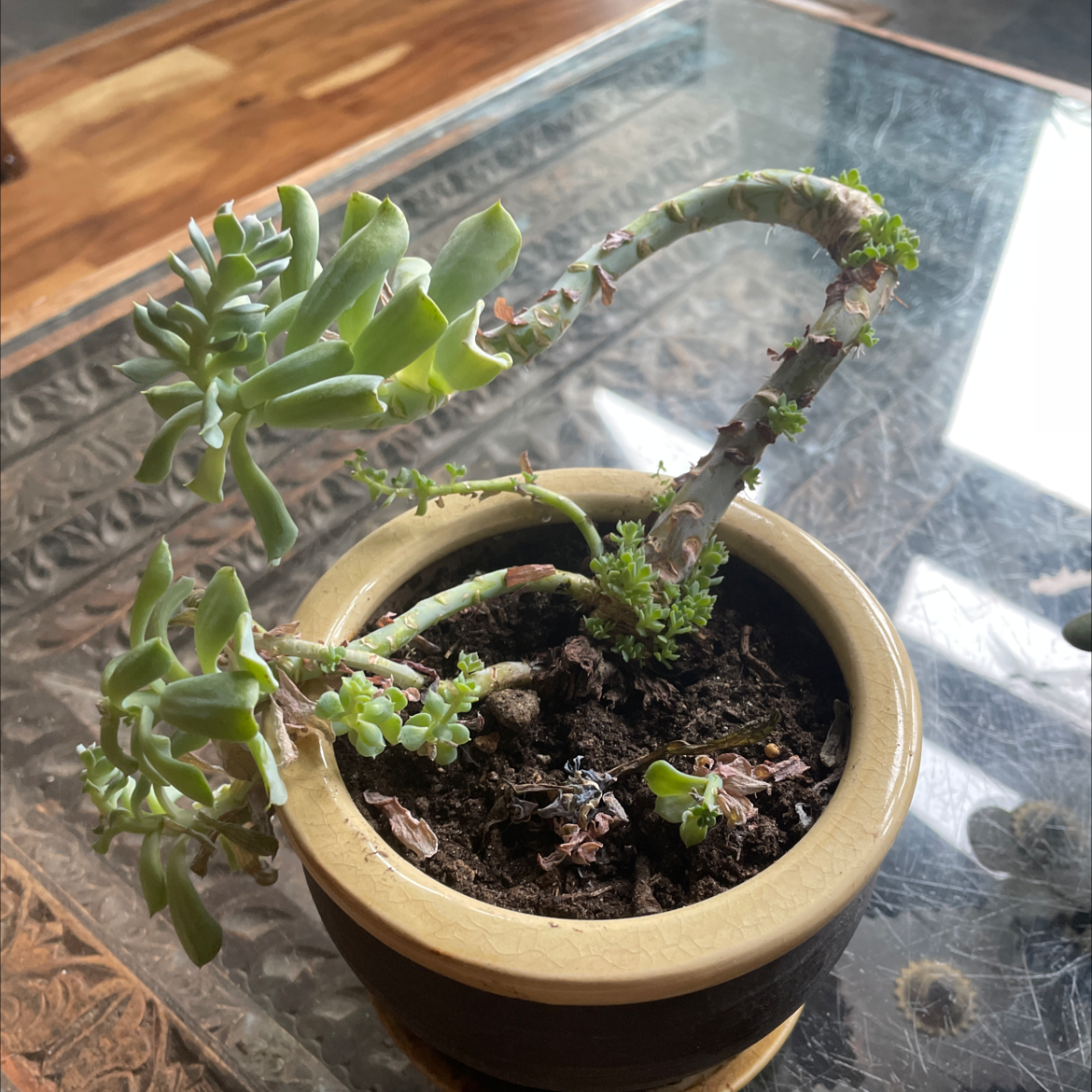 Potted Tree Stonecrop with curved stem and green leaves, some browning visible.