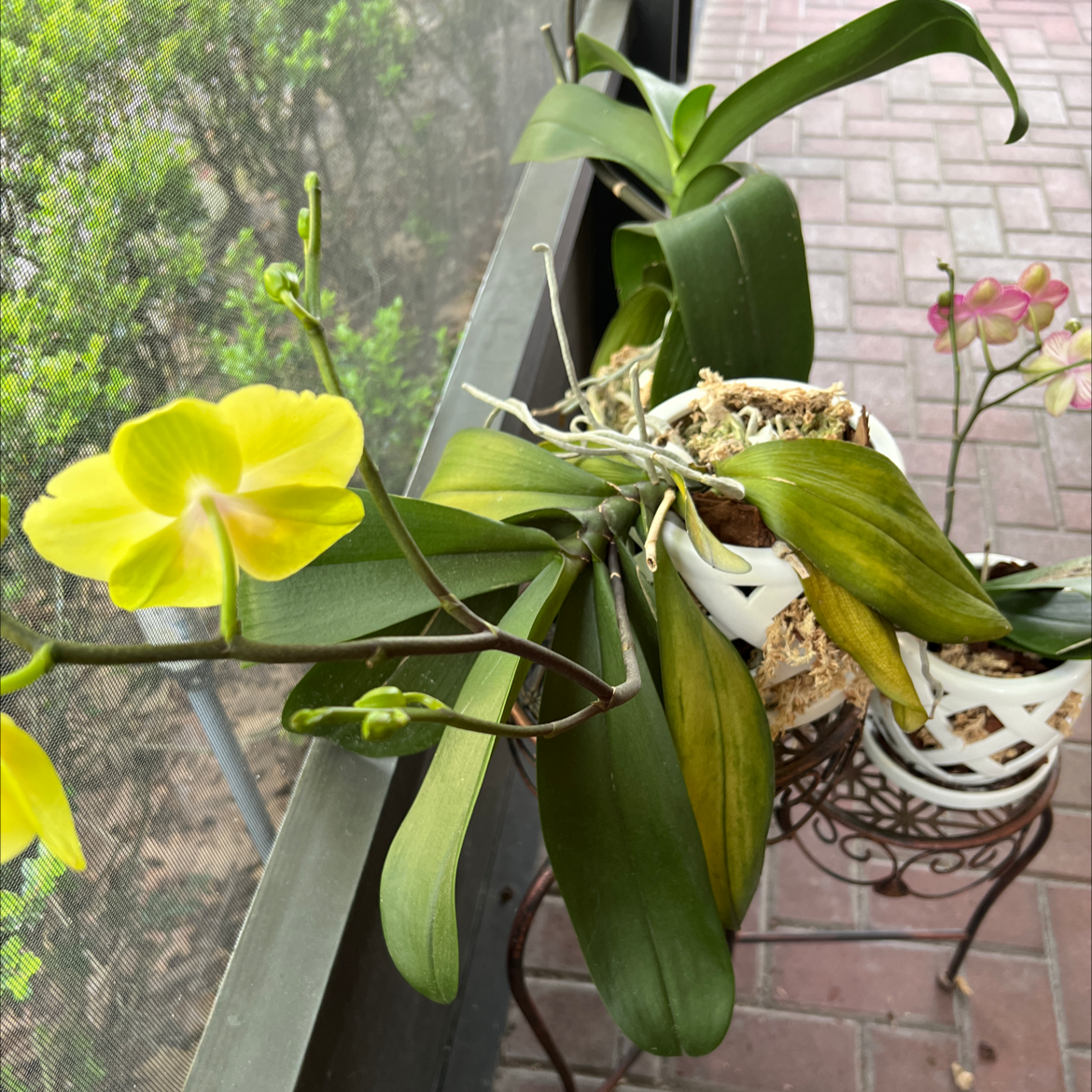 Photo of the plant species Guarianthe aurantiaca by @CrispPuriri named Your plant on Greg, the plant care app