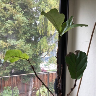 Fiddle Leaf Fig plant in Menlo Park, California