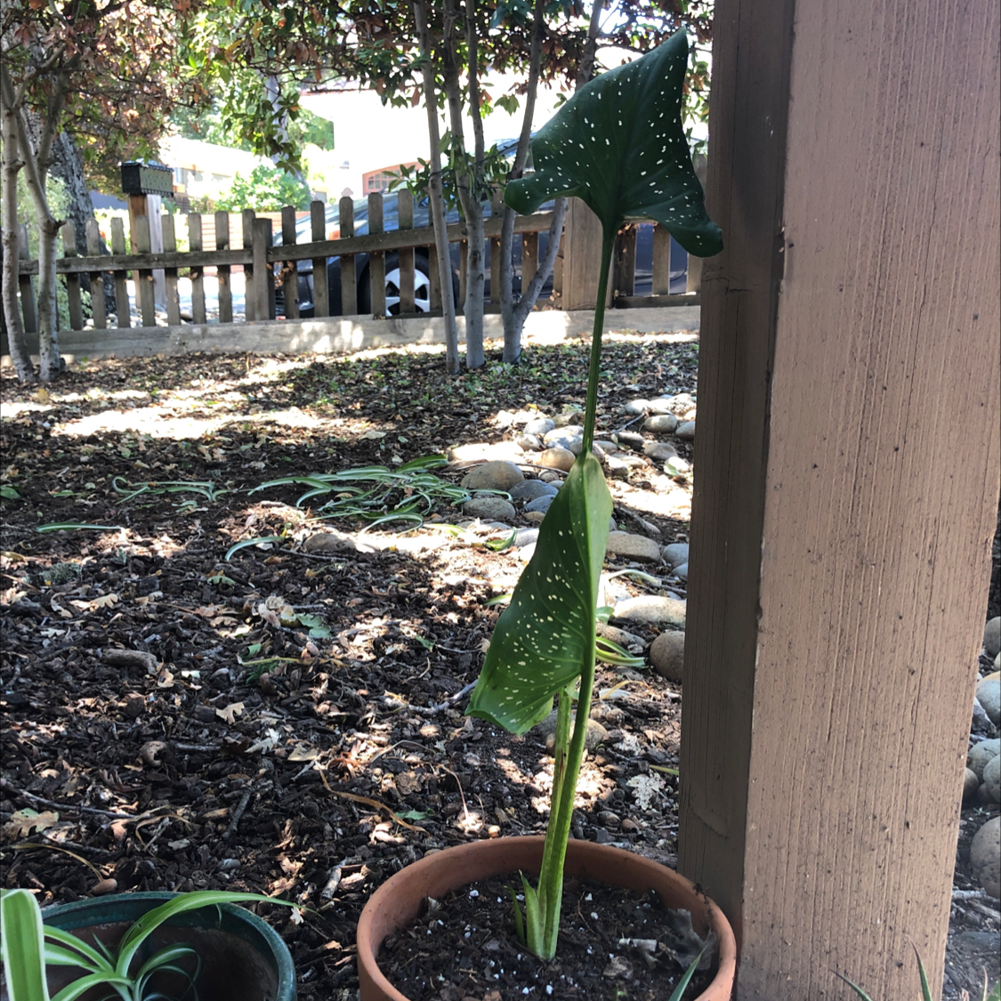 Healthy calla lily plant with glossy green leaves in a terracotta pot on mulch with a wooden fence in the background.
