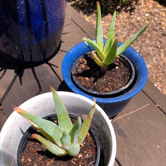 Aloe vera plant in Menlo Park, California