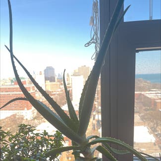 Aloe Vera plant in Chicago, Illinois