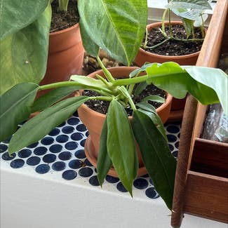Tiger Tooth Philodendron plant in Chicago, Illinois