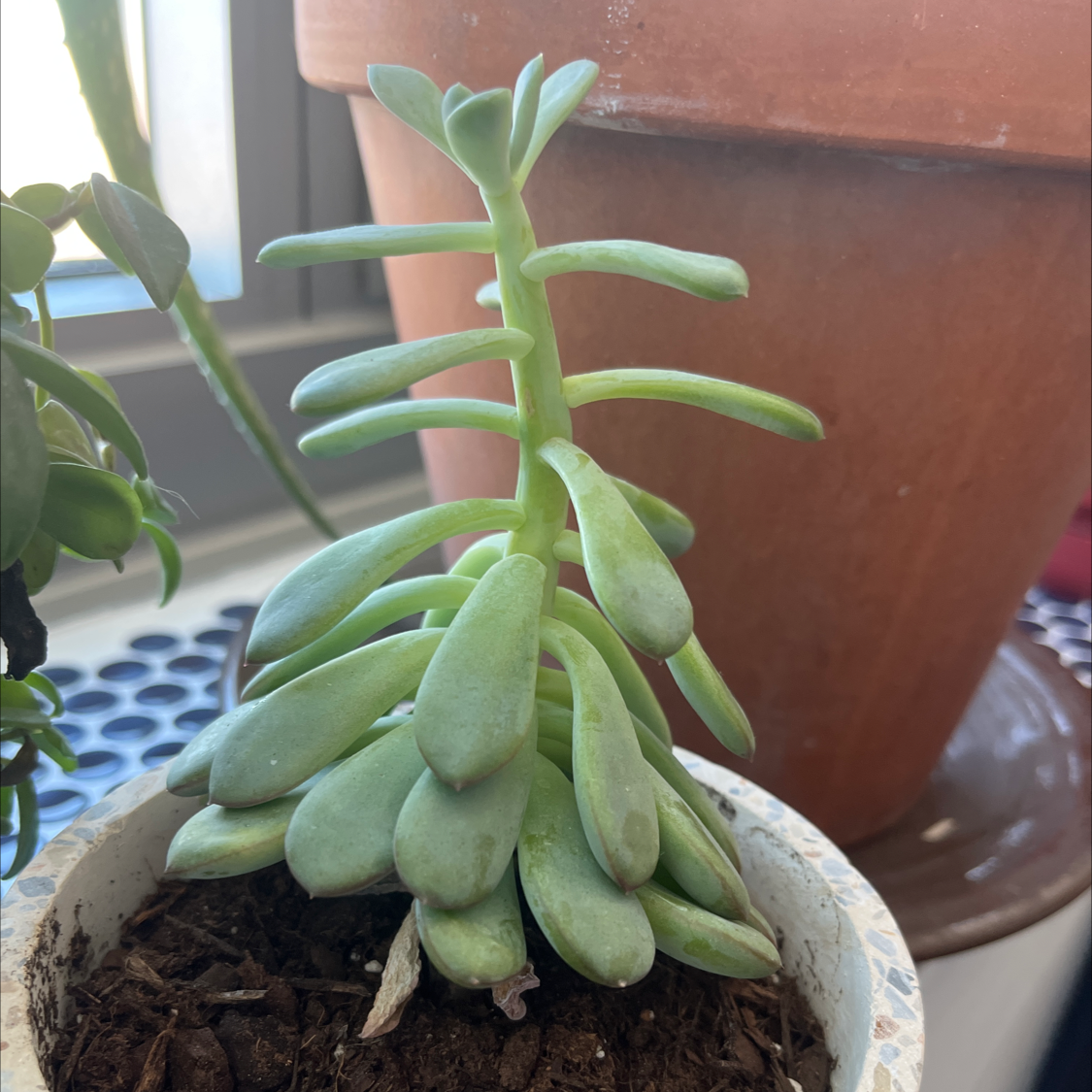 Healthy Tree Stonecrop succulent in a small pot with visible soil.