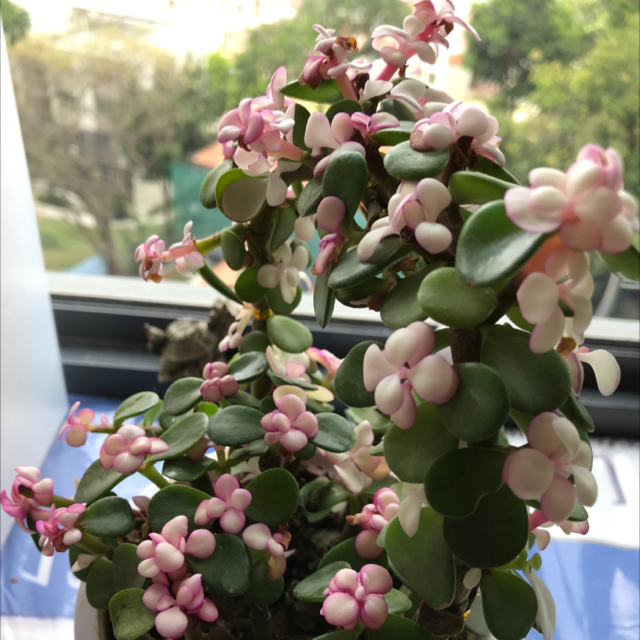Porkbush plant photo by Sensai named portulacaria afra variegata pink on Greg, the plant care app.