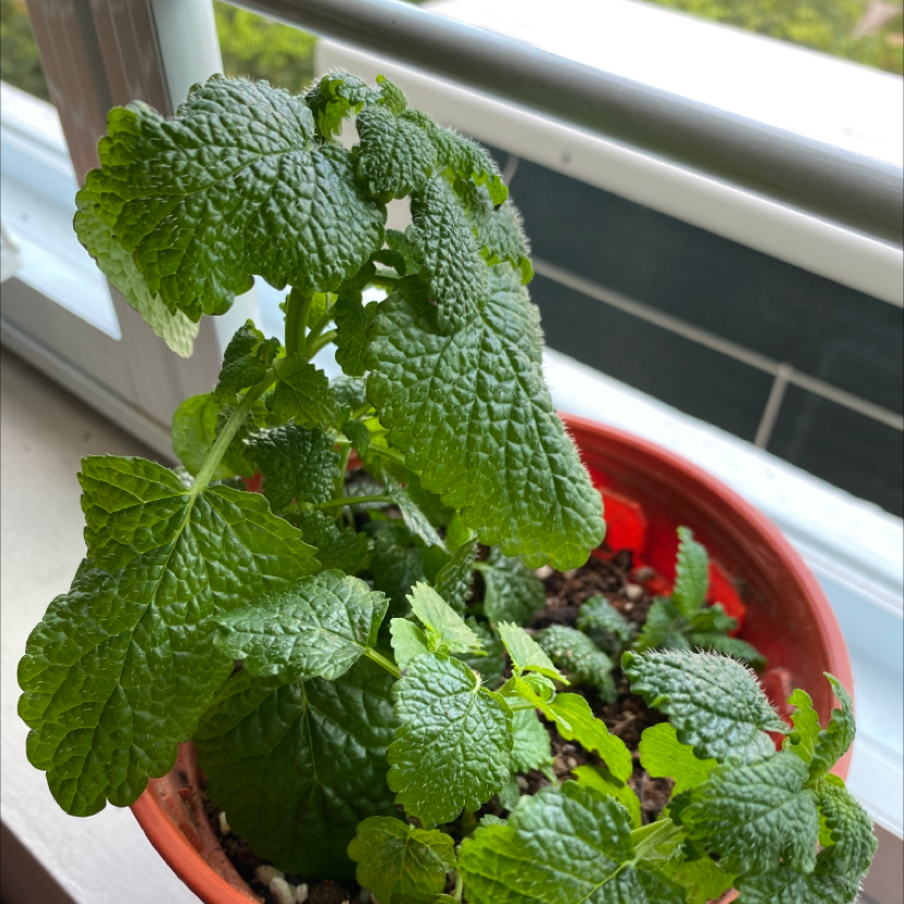 Lemon Balm plant in a red pot near a window, with healthy green leaves.