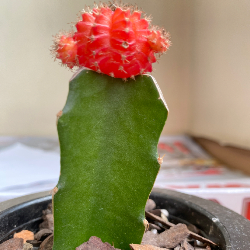 Moon Cactus plant photo by Wei ling named Cacti-man on Greg, the plant care app.
