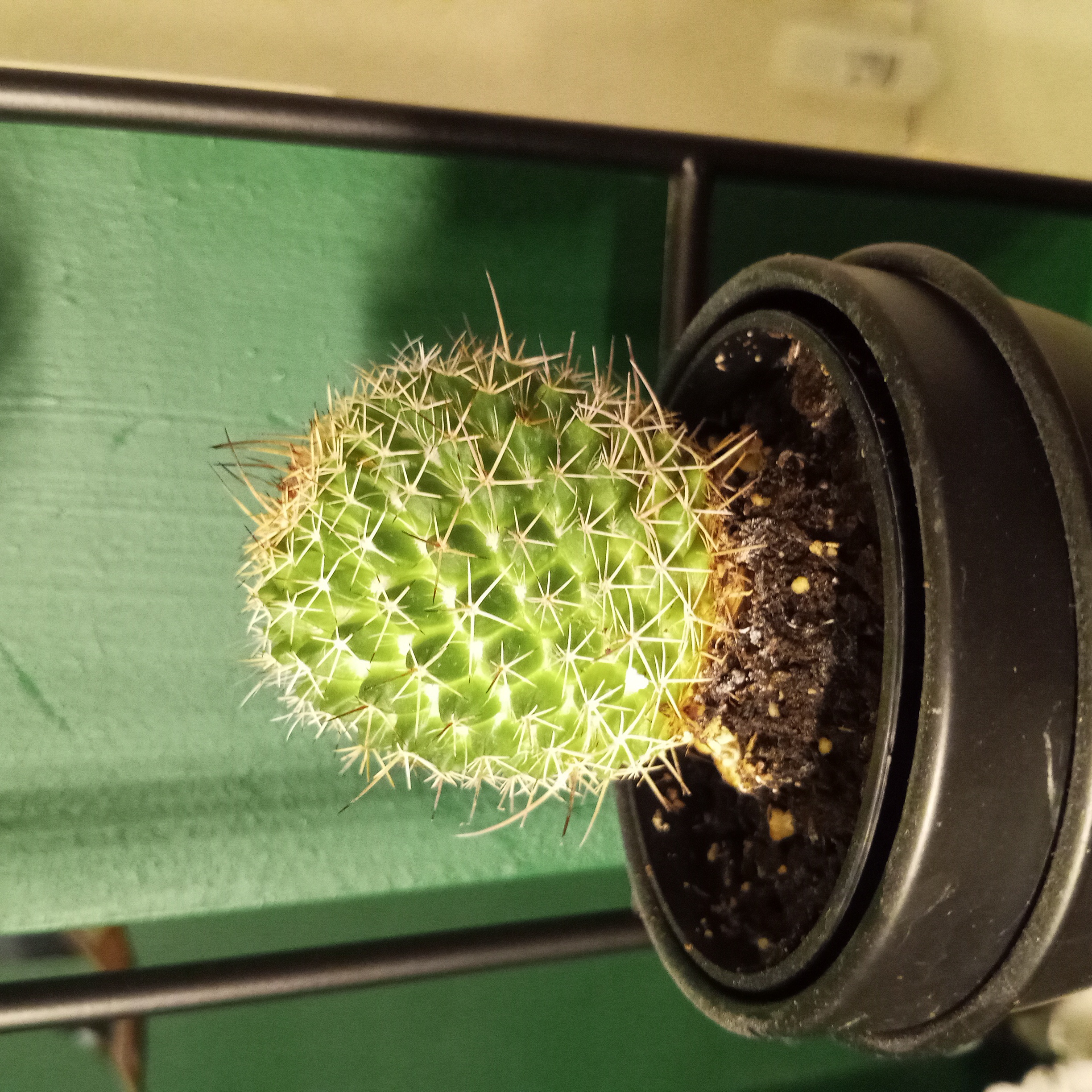 Photo of the plant species Mammillaria by @CleanBuroak named Harmony on Greg, the plant care app