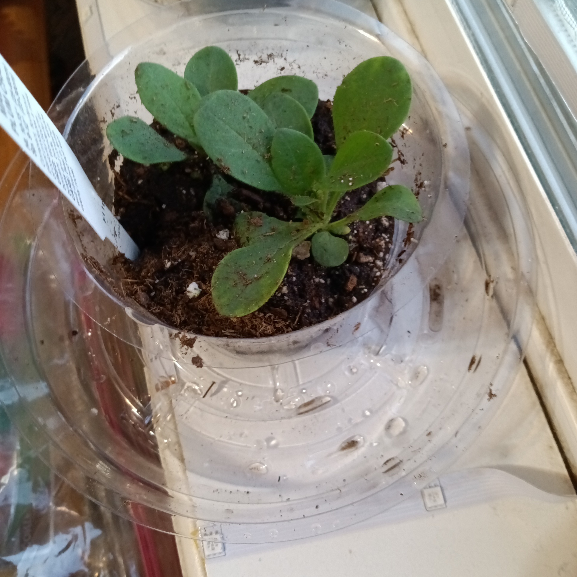 Night Sky Petunia plant in a clear plastic container with visible soil.