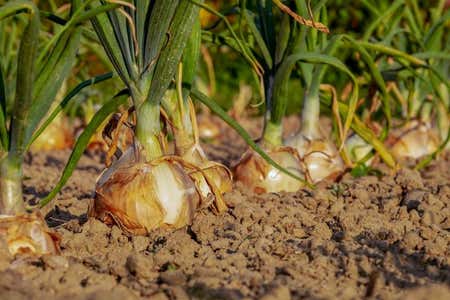 Photo of the plant species Bulb Onion by @SlinkyAcajou named Onions on Greg, the plant care app