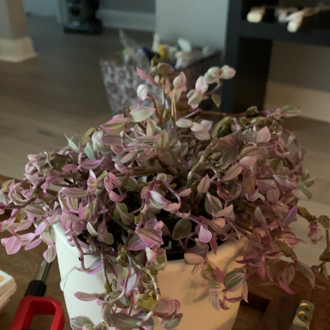 Pink Panther Tradescantia plant in a white pot with variegated pink and green leaves, some wilted.