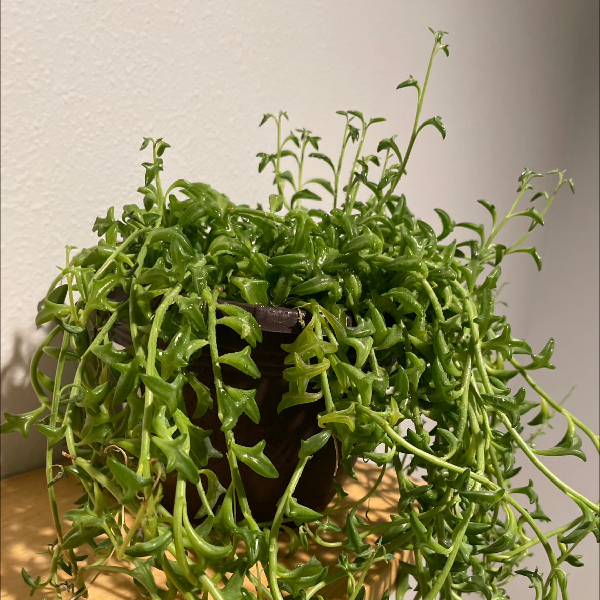 Photo of the plant species Curveseed Butterwort by @ValidSourwood named Your plant on Greg, the plant care app