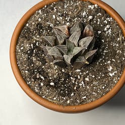 Haworthia emelyae plant