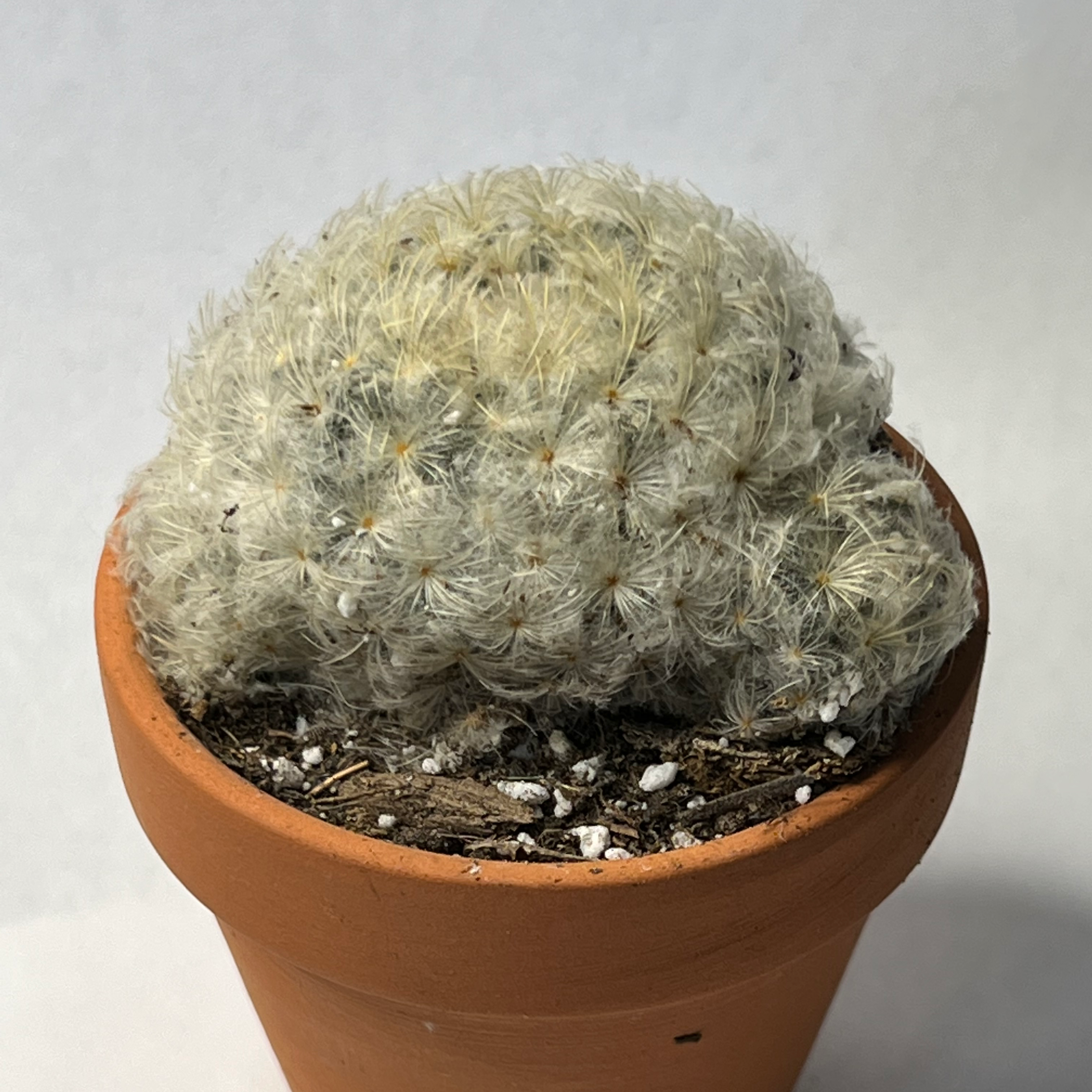 Feather Cactus in a terracotta pot with visible soil, well-framed and in focus.