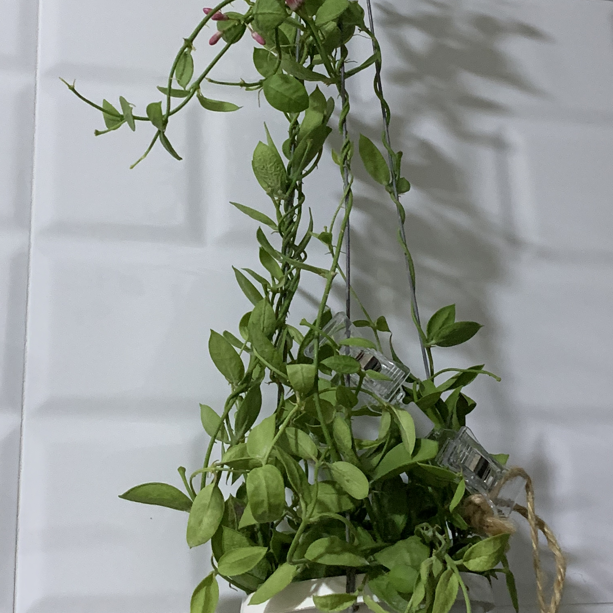 Healthy Hoya linearis plant with long trailing vines and small green leaves, hanging in a planter against a white background.