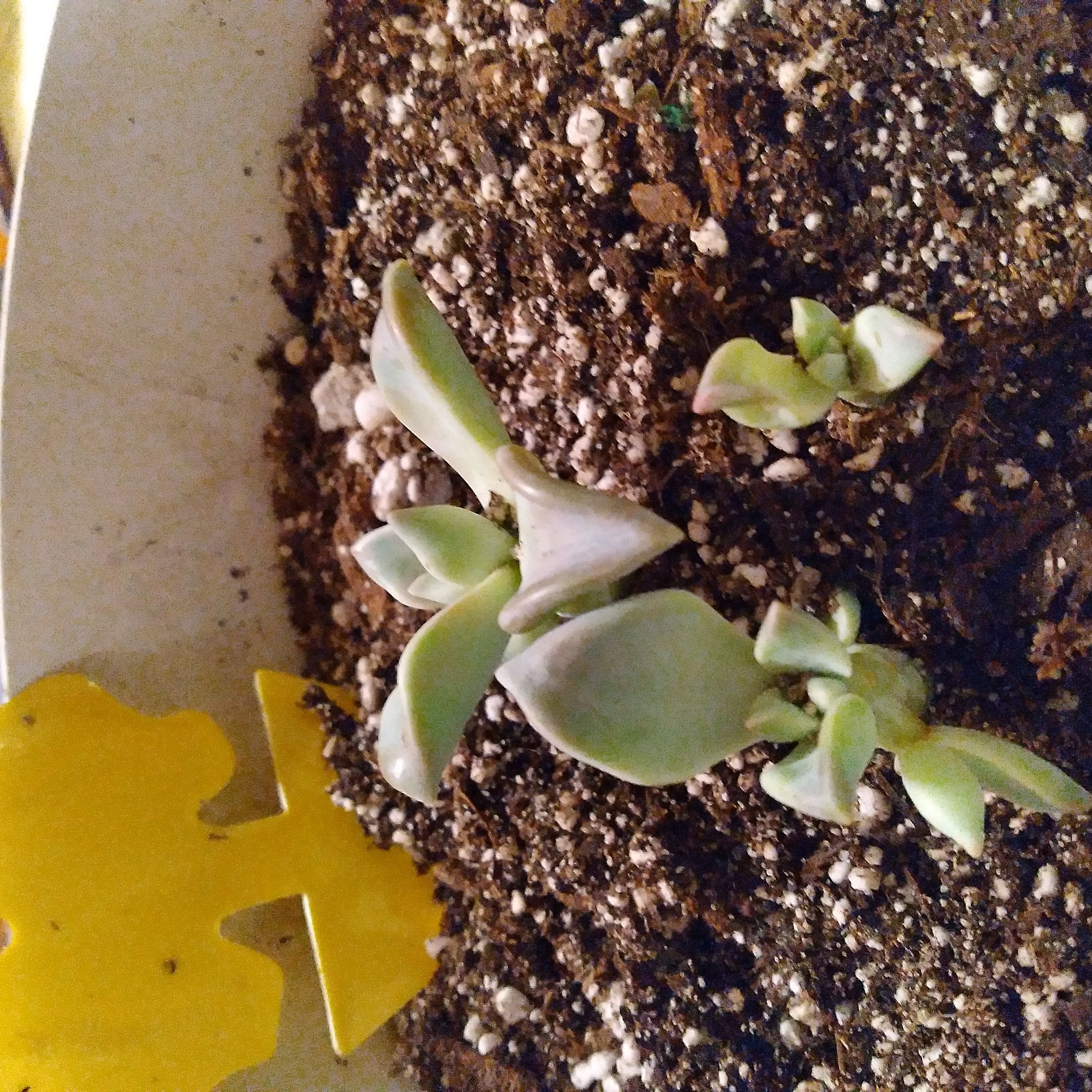 Small Graptoveria 'Fred Ives' succulent in soil, healthy with no visible issues.