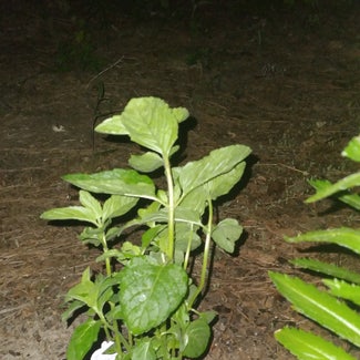 Spearmint plant in Guntown, Mississippi