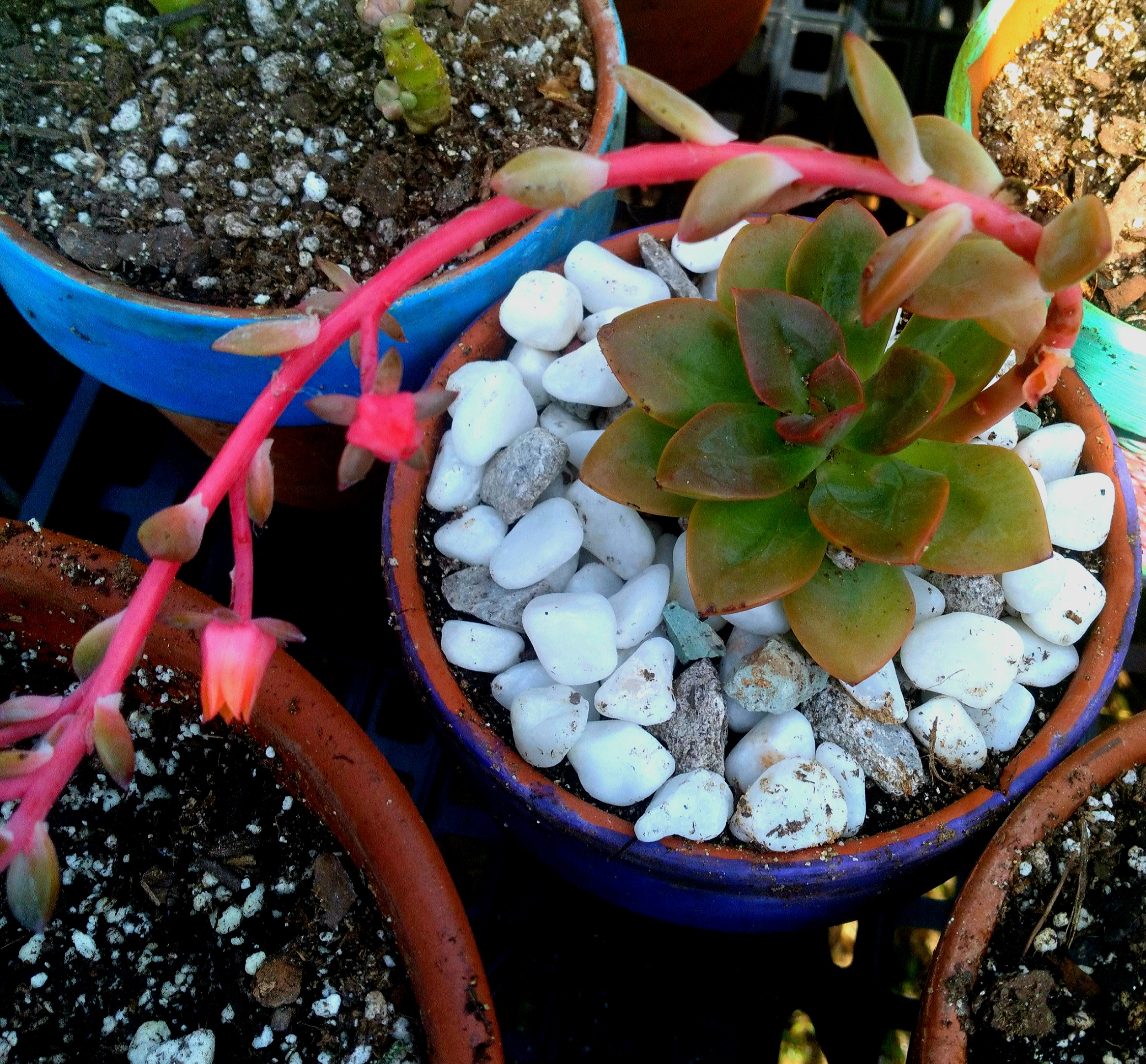 Echeveria 'Chroma' succulent in a pot with white stones, showing a flowering stem.