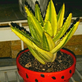 Gold Tooth Aloe plant in Guntown, Mississippi