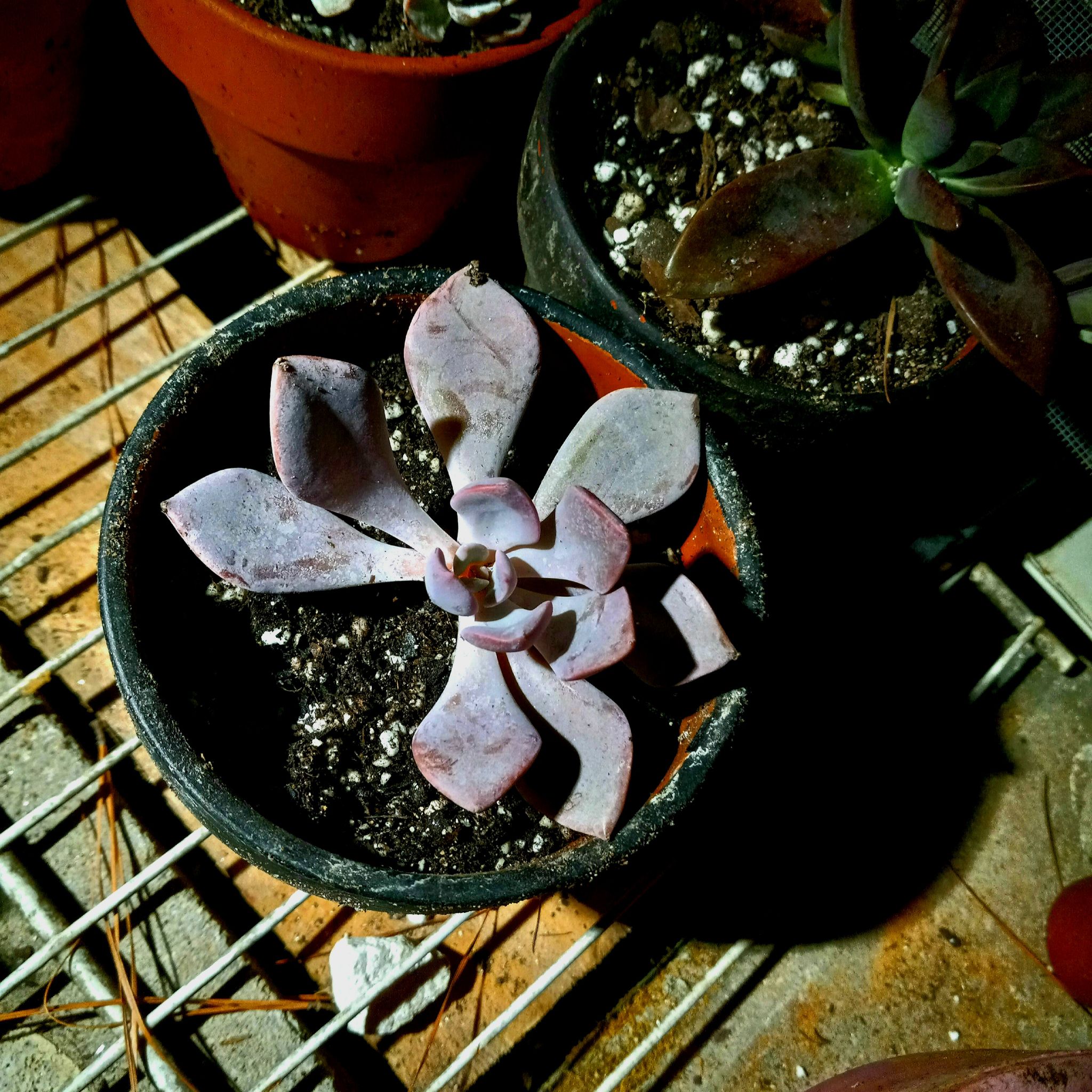 Potted Graptoveria 'Debbie' succulent with slightly discolored leaves.