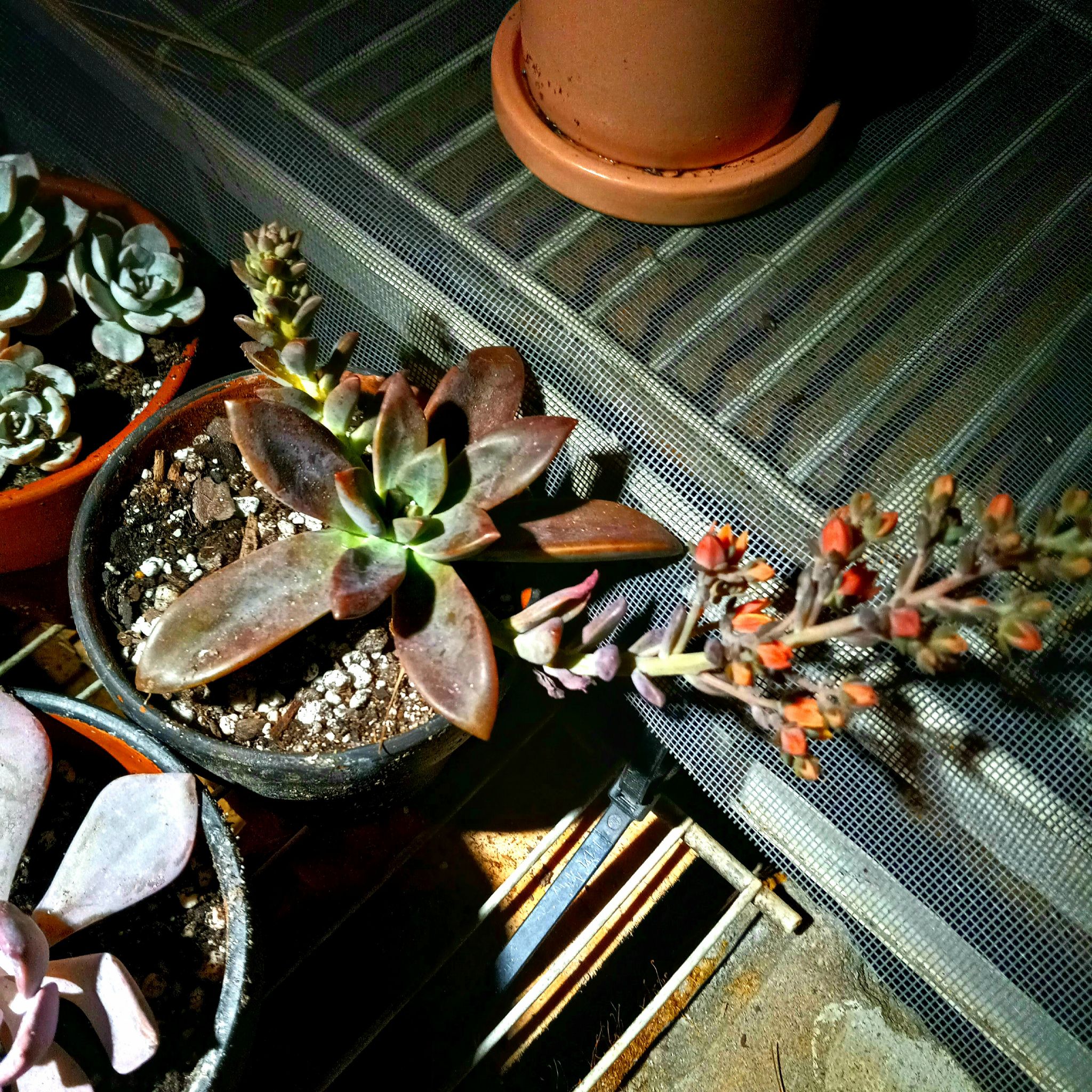 San Gabriel River Dudleya succulent with flowering stalk in a pot, visible soil.