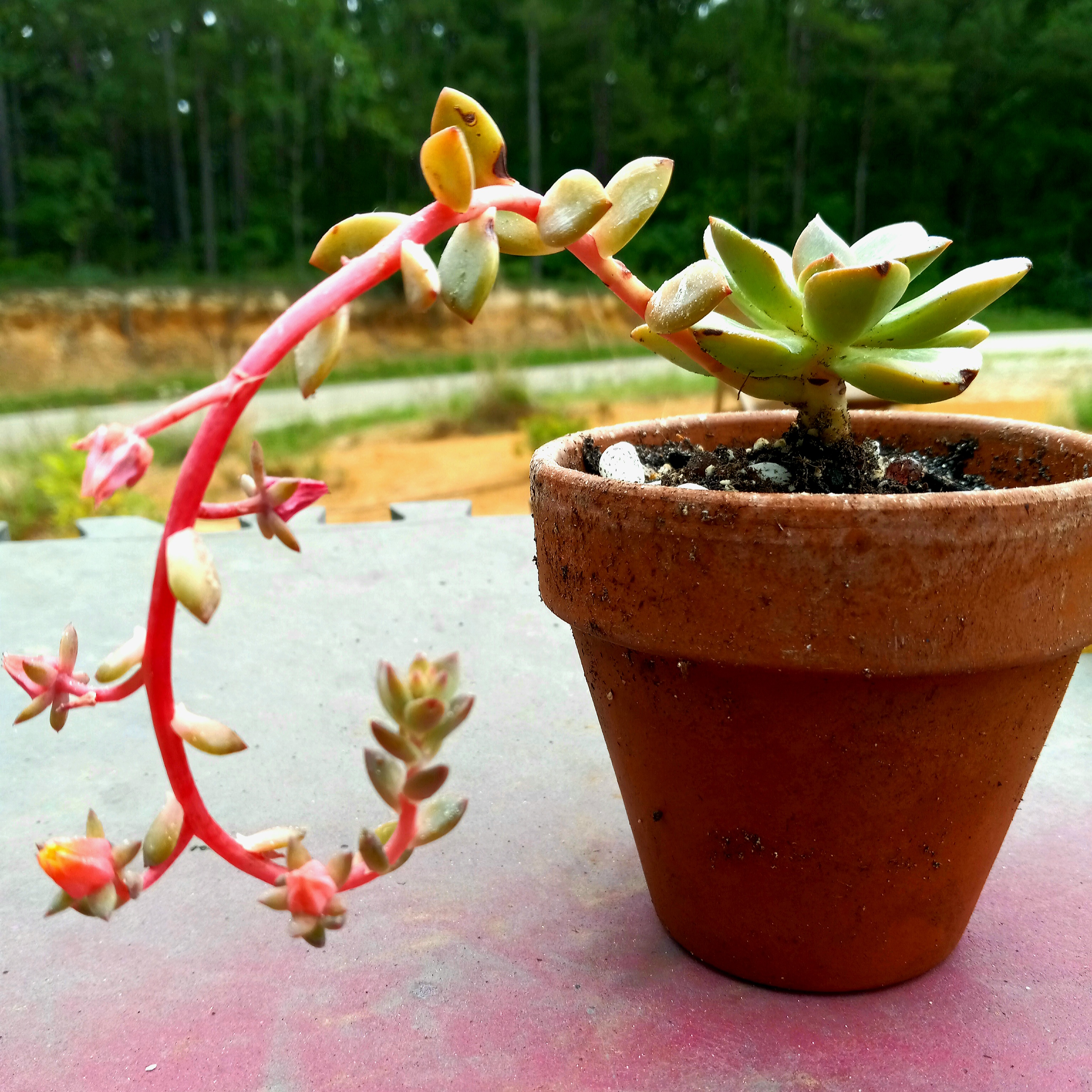 Potted Echeveria 'Chroma' with arching stem and colorful leaves.