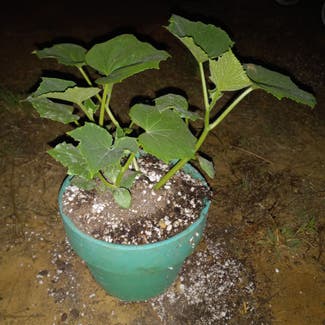 Cucumber plant in Guntown, Mississippi