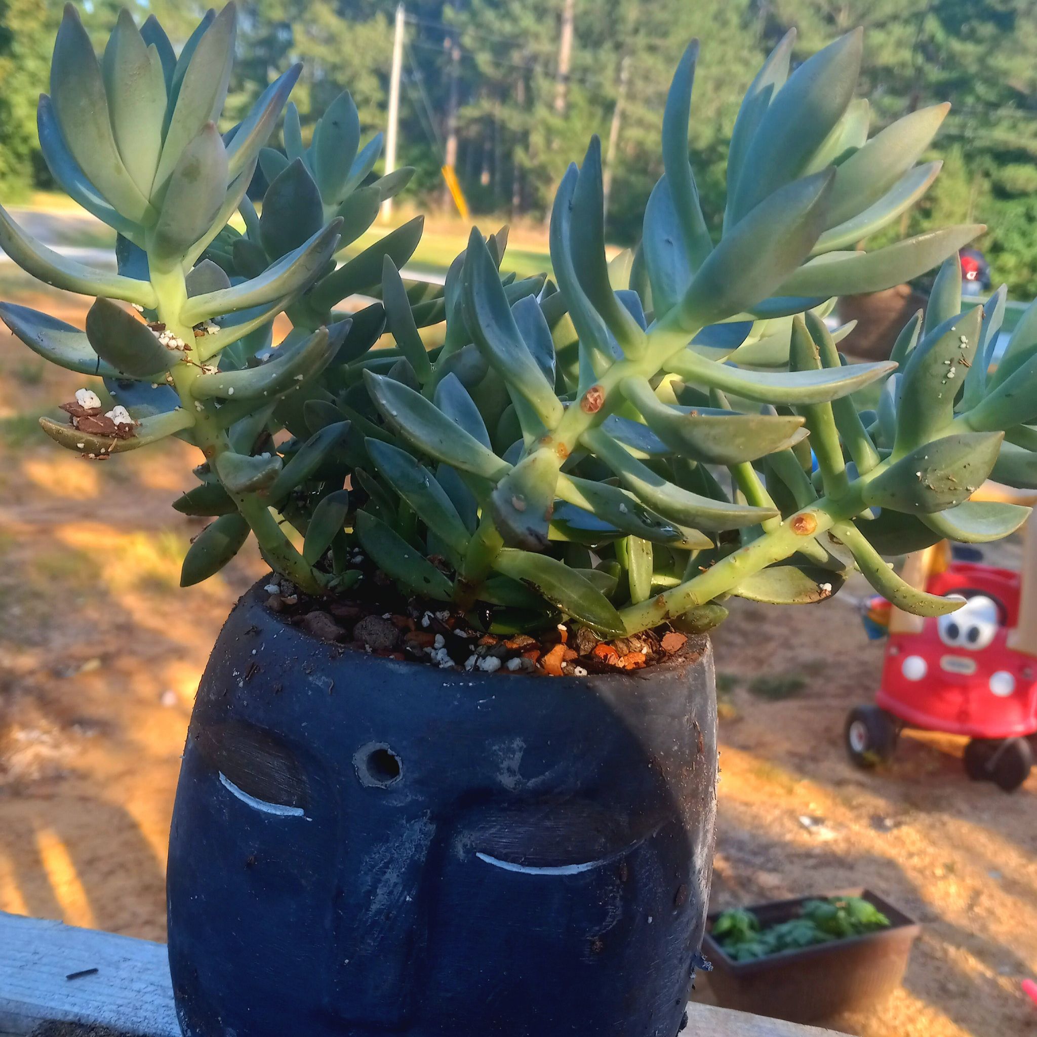 Pachyphytum hookeri succulent in a decorative face-shaped pot outdoors.