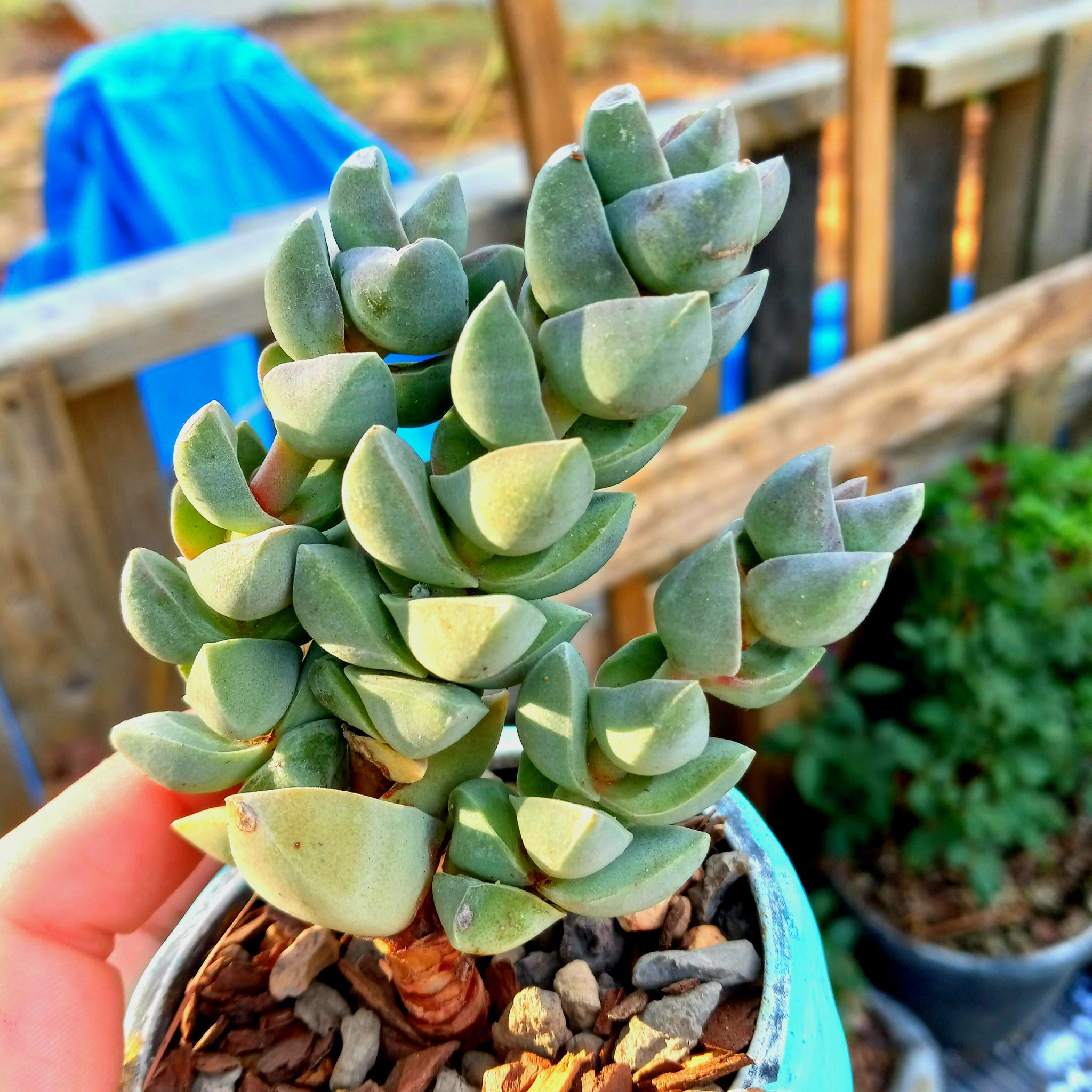 Crassula 'Moonglow' plant held by a hand, with healthy, plump leaves.