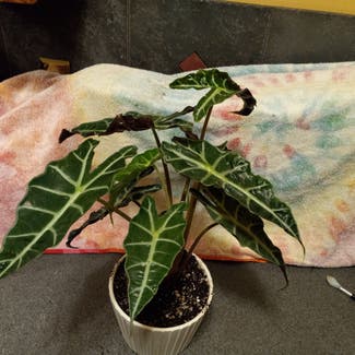 Alocasia amazonica plant in Guntown, Mississippi