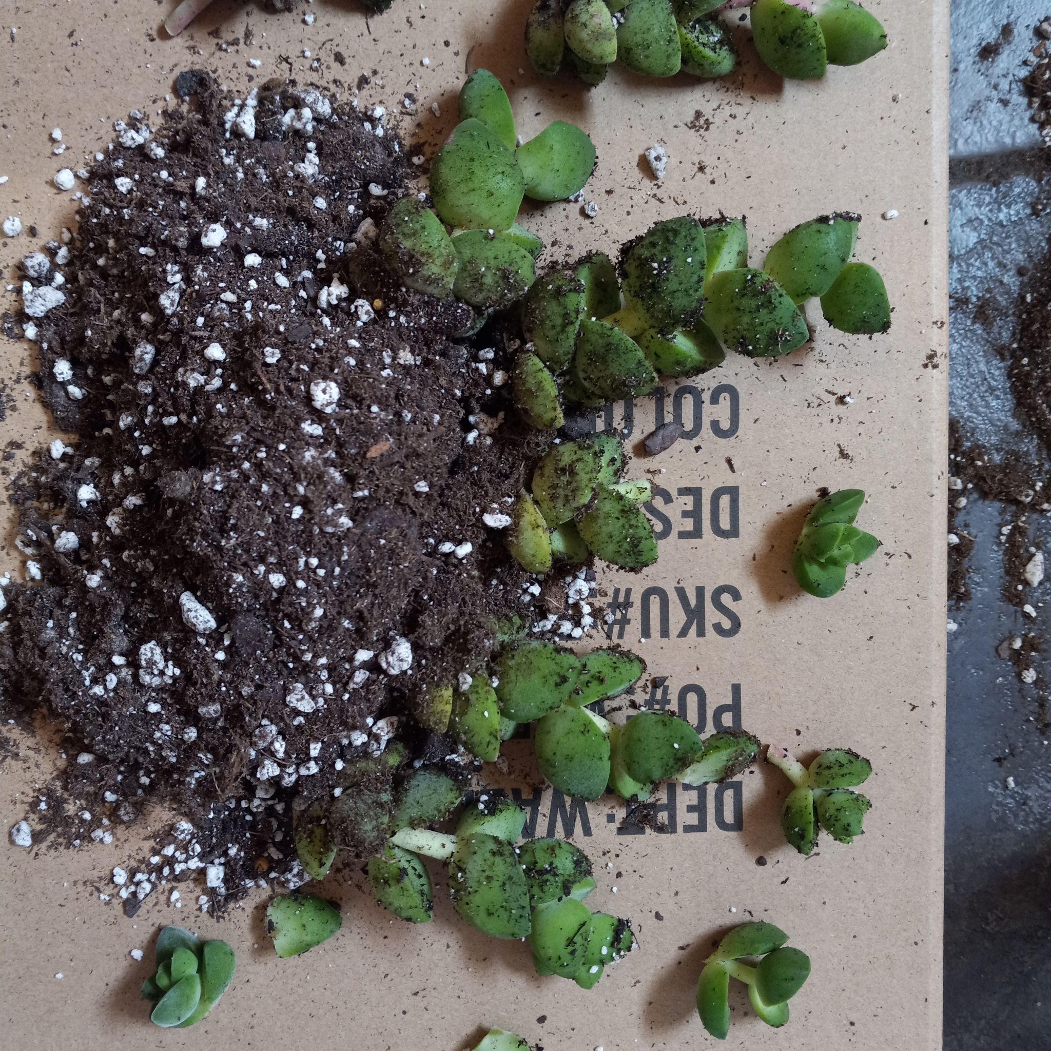 Crassula 'Moonglow' plants with visible soil, some leaves have black spots.