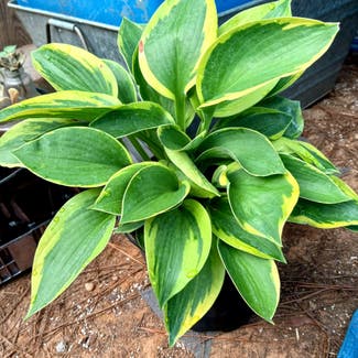 Plantain Lily plant in Guntown, Mississippi