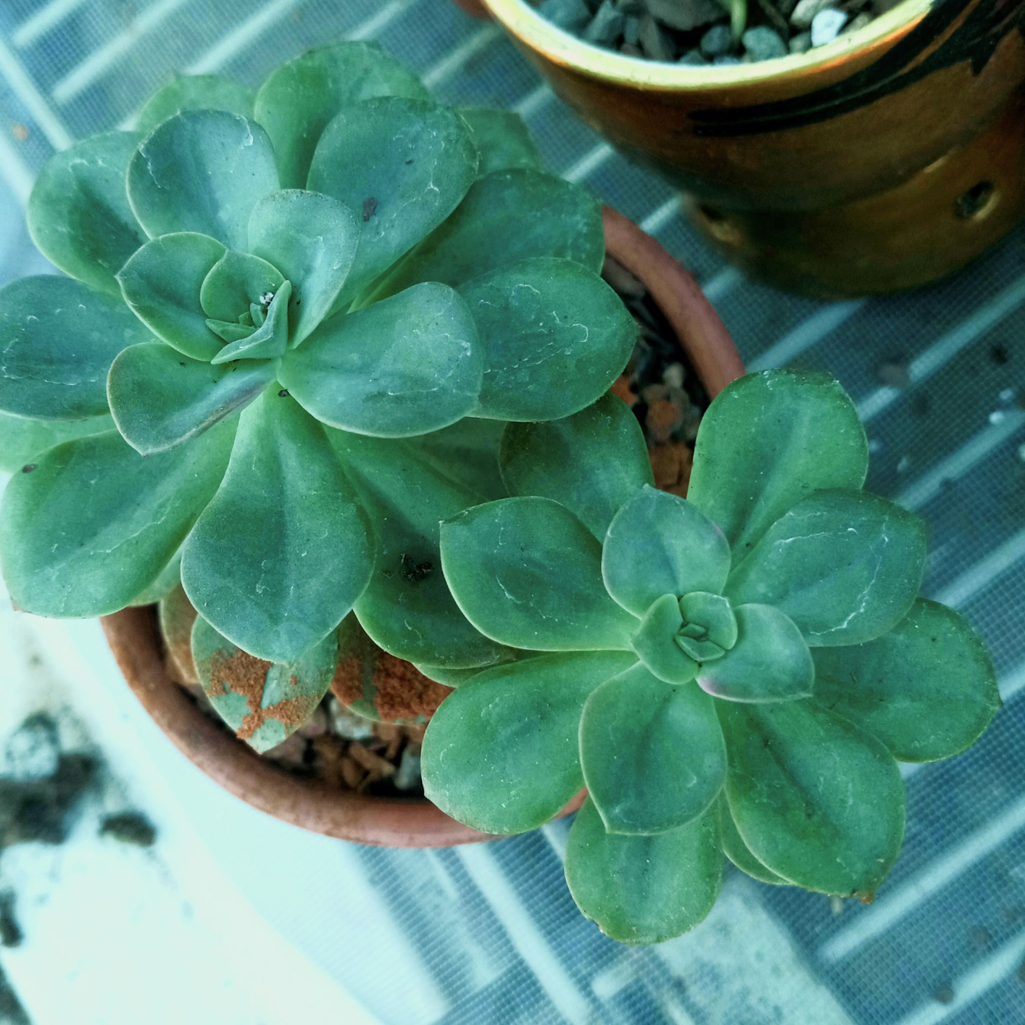 Echeveria 'Chroma' plant with two green rosettes in a pot.