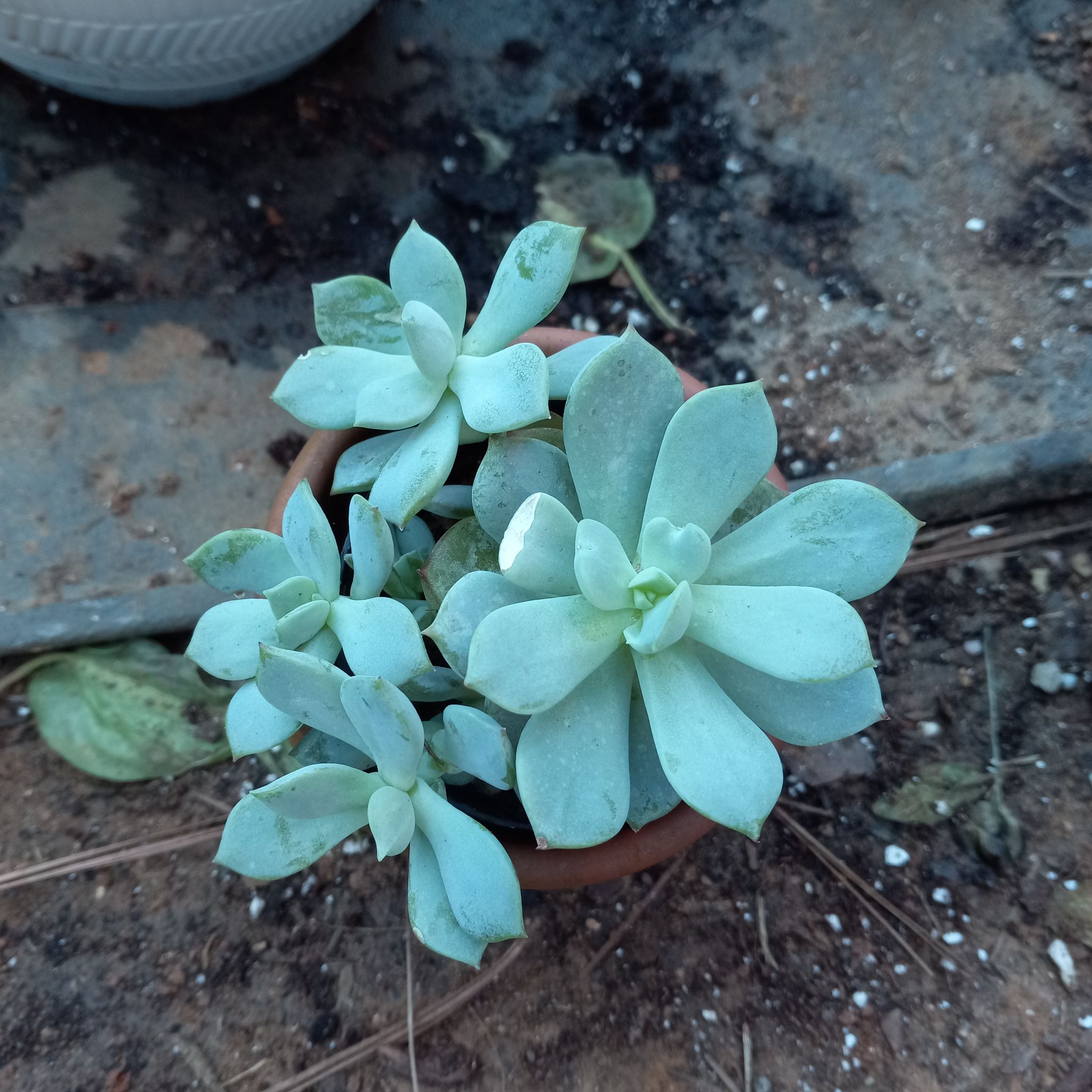 A healthy Prolific Echeveria succulent in a small pot with visible soil.
