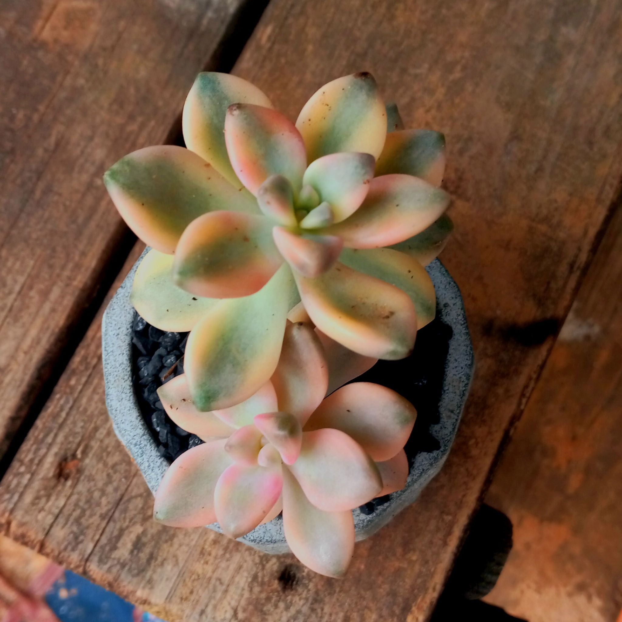 Plant care for Baby Bunny Bellies Variegated on Greg, the plant care app