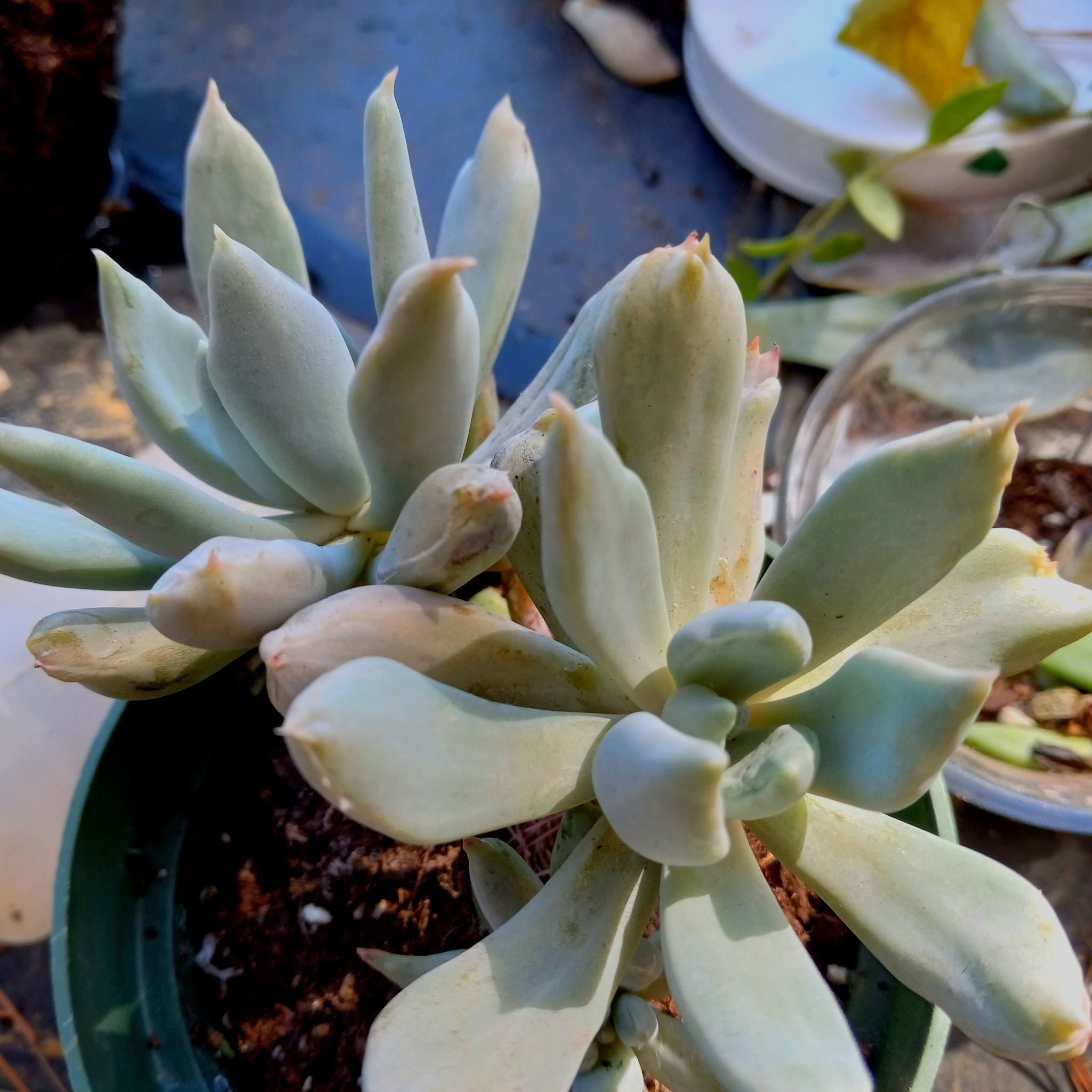 Pachyphytum 'Moon Silver' succulent with thick, bluish leaves in a pot.