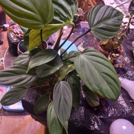 Photo of the plant species Philodendron 'Fuzzy Petiole' by Krunchywrap named Rafikii on Greg, the plant care app