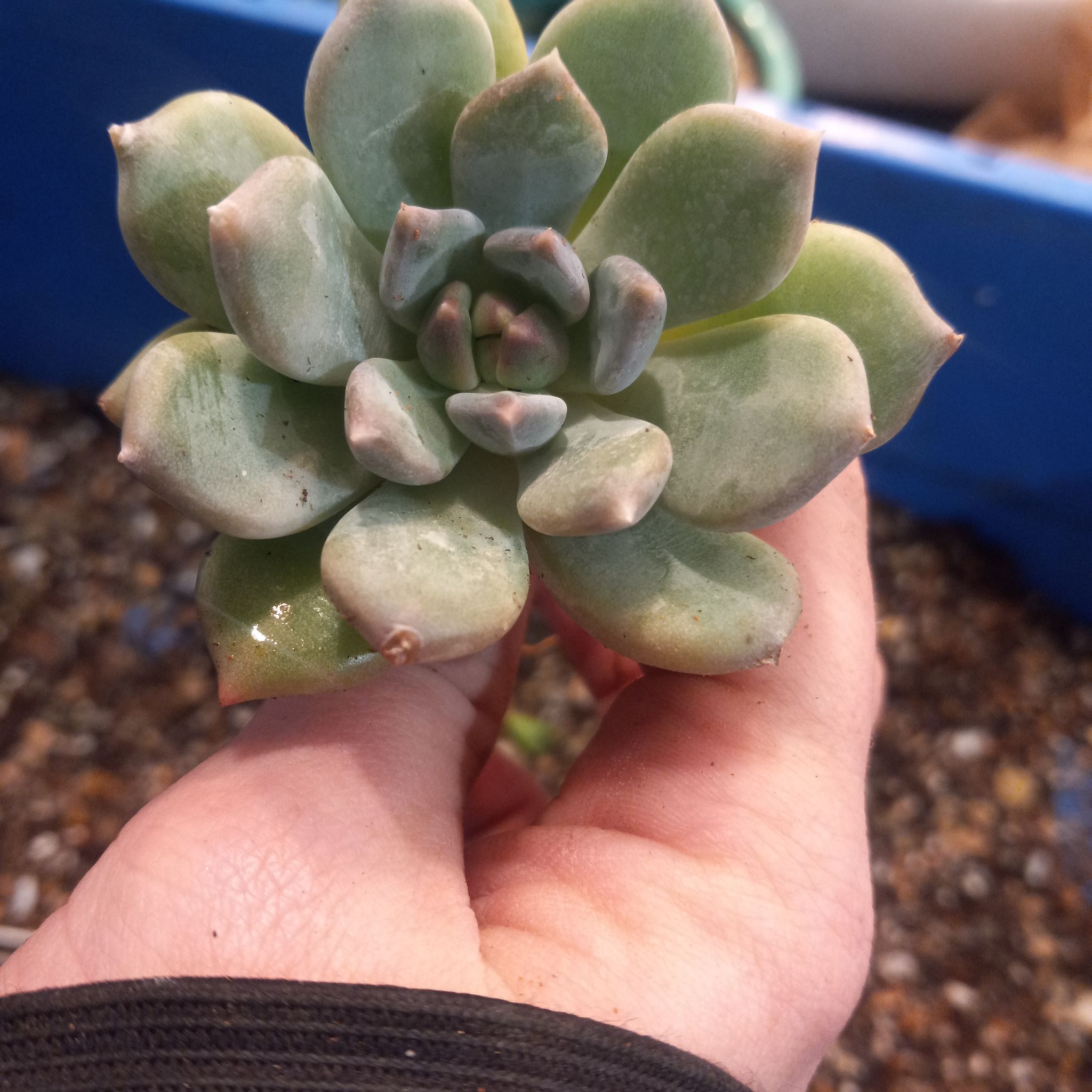 Close-up of a Pachyphytum 'Aquamarine' succulent held by a hand, with soil and a blue container in the background.