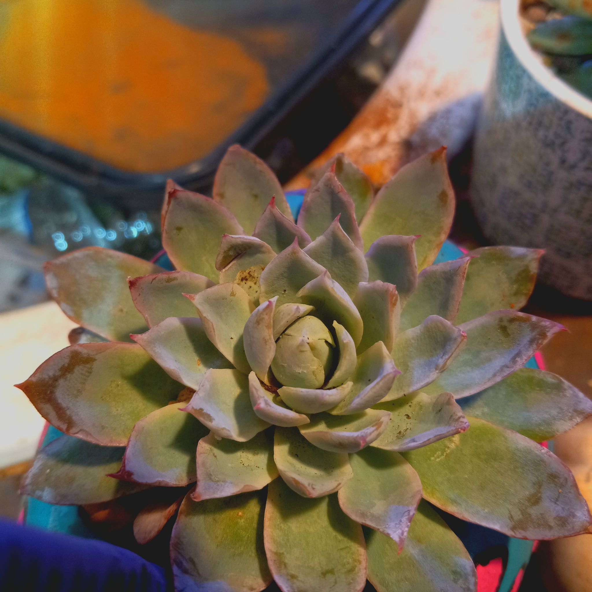 A Violet Queen Hens and Chicks succulent with rosette-shaped leaves and minor tip discoloration.