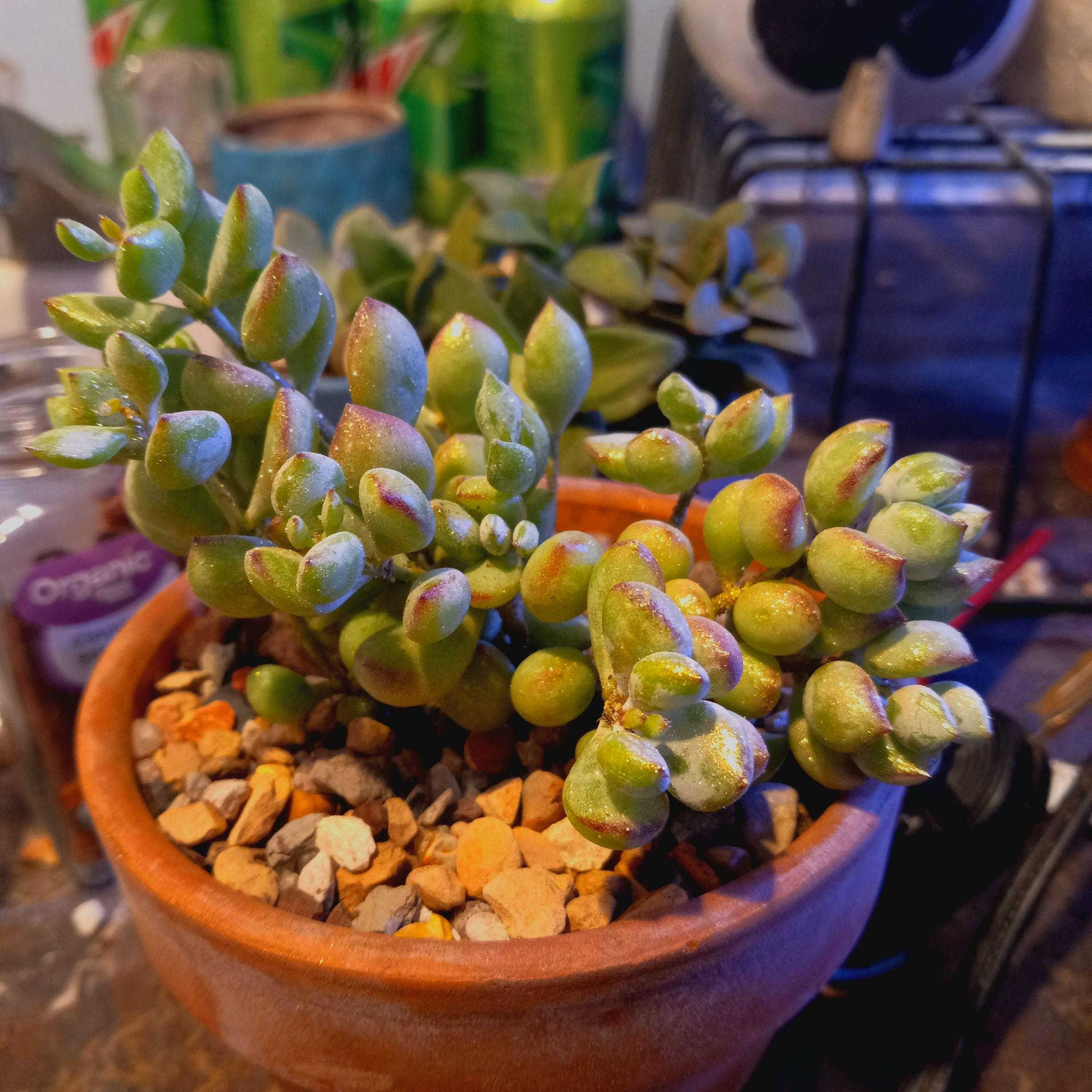 A healthy Cliff Cotyledon succulent in a pot with rocky soil.