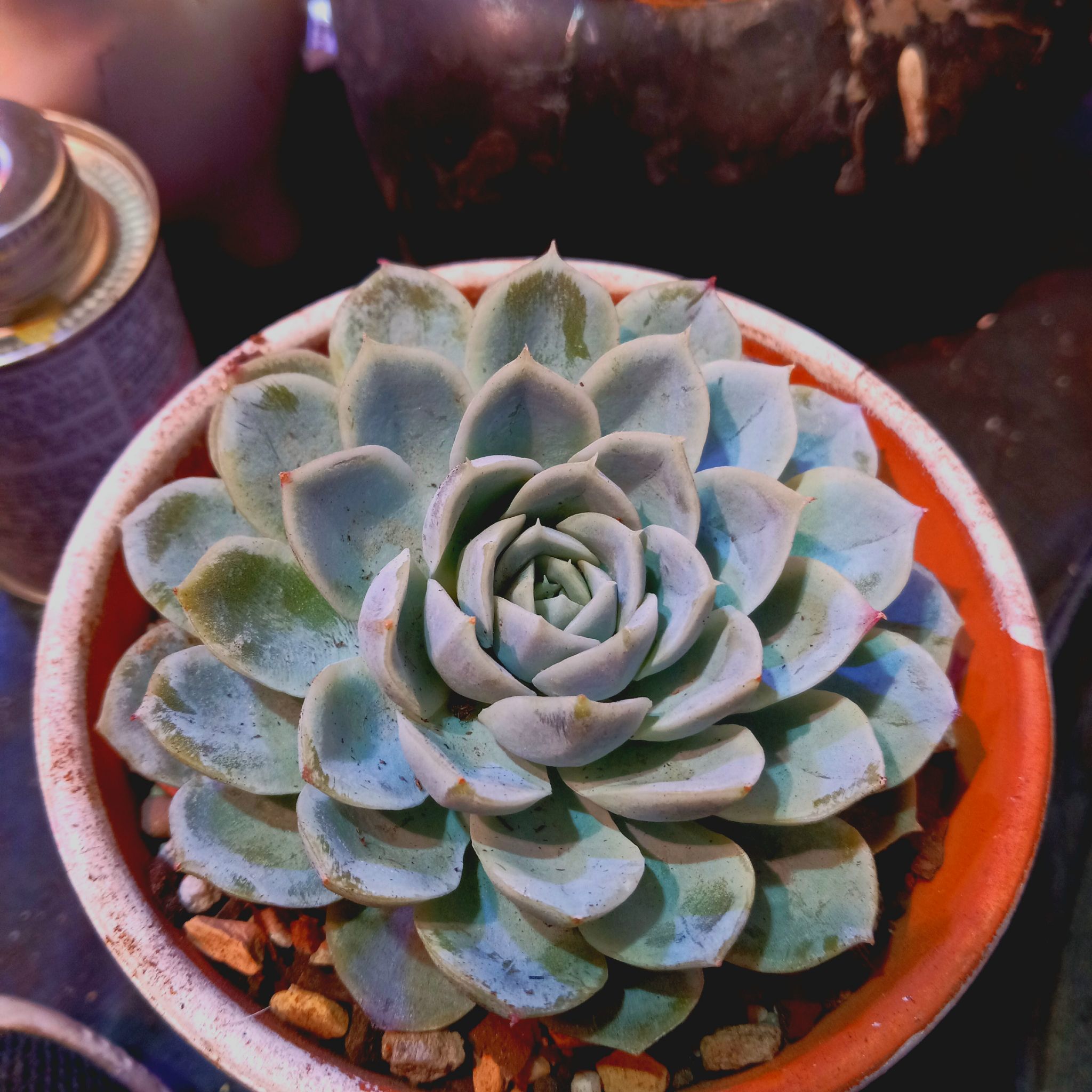 Echeveria 'Arctic Ice' succulent in a small pot, healthy with no visible issues.
