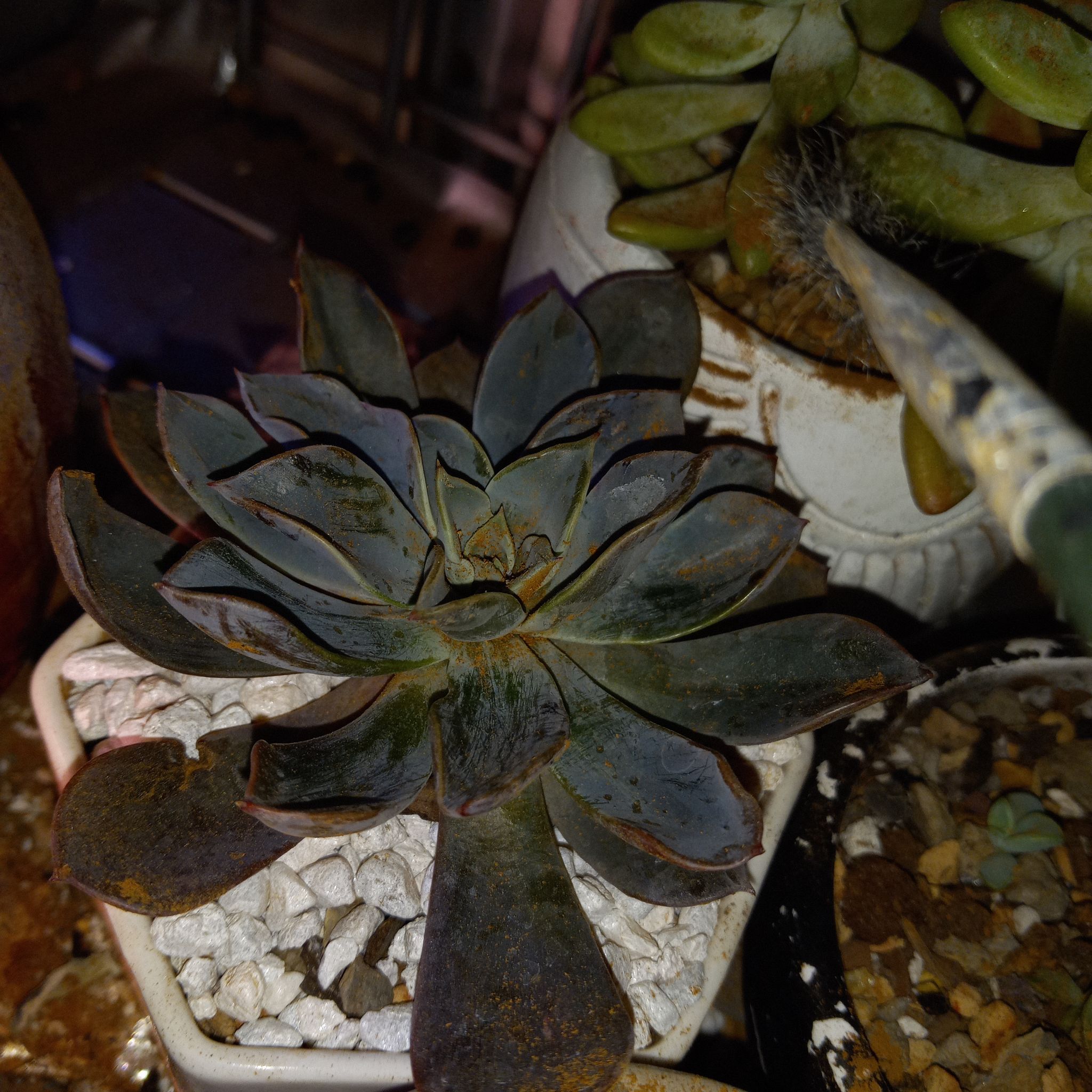 Echeveria 'Blue Prince' succulent in a pot with white pebbles, showing some browning on leaf edges.