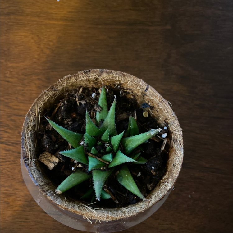 Photo of the plant species Gold Haworthia by @Proudplantmom named Daphne on Greg, the plant care app