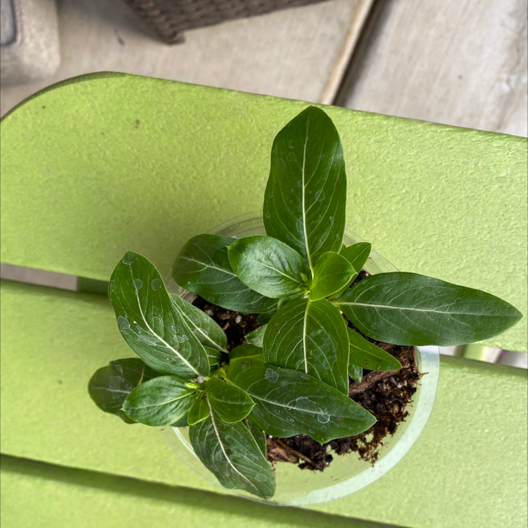 Photo of the plant species Tritunia Red Star Petunia by @Proudplantmom named Cleo on Greg, the plant care app
