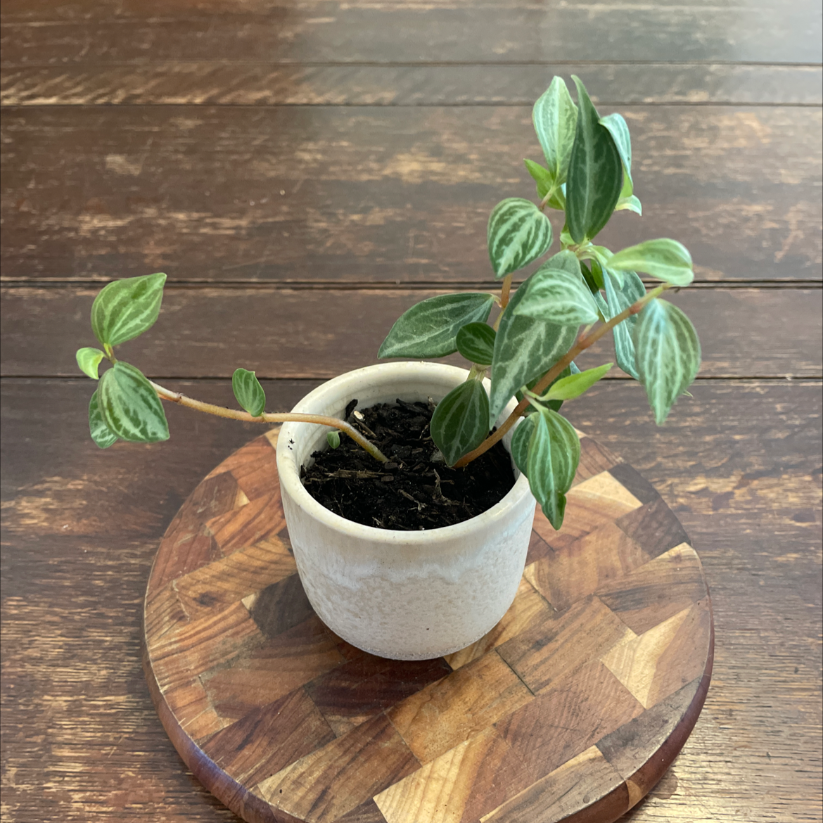 Photo of the plant species Peperomia trinervis by @TitanicSalad named Peperomia trinervis on Greg, the plant care app