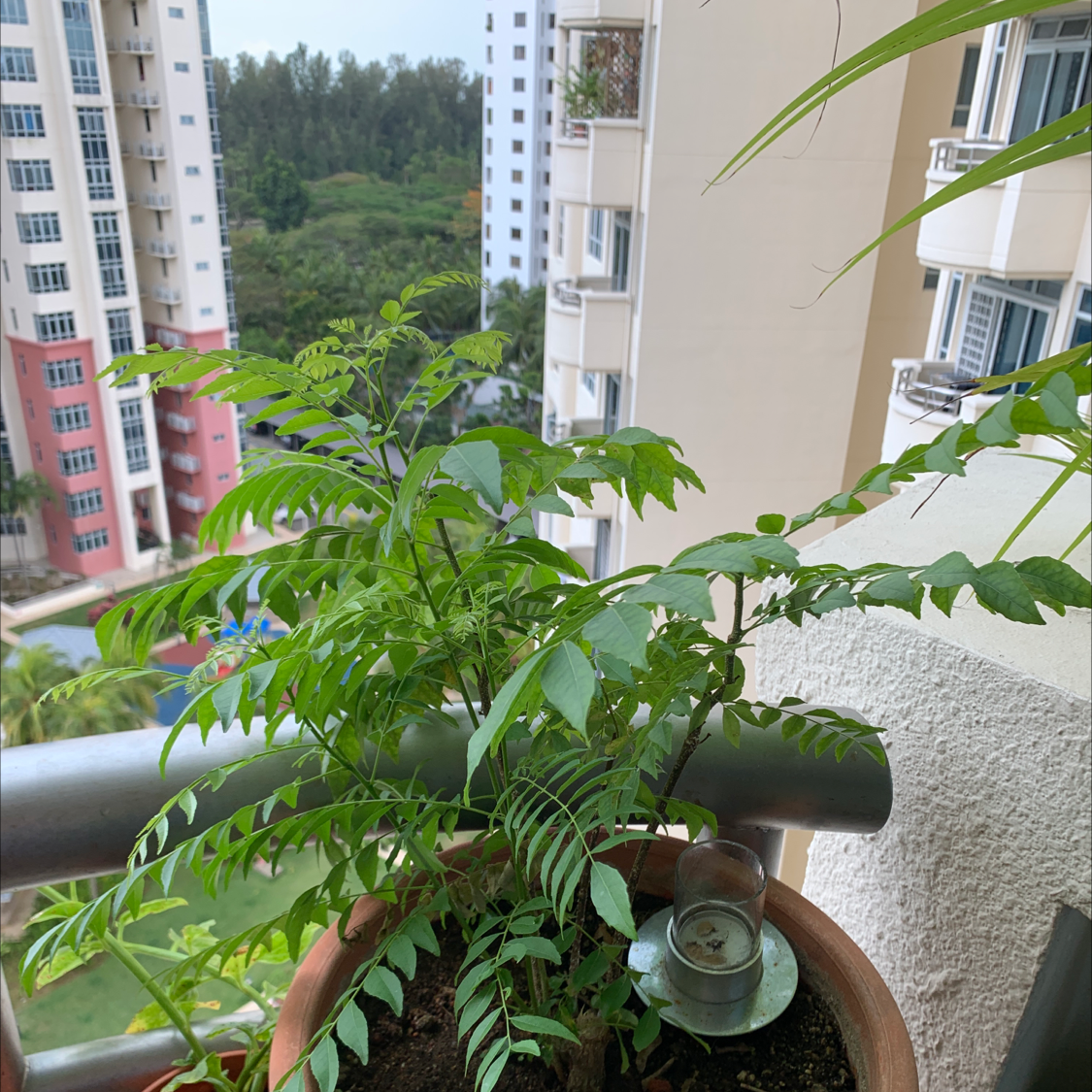 Curry Tree plant in a pot on a balcony with residential buildings in the background.