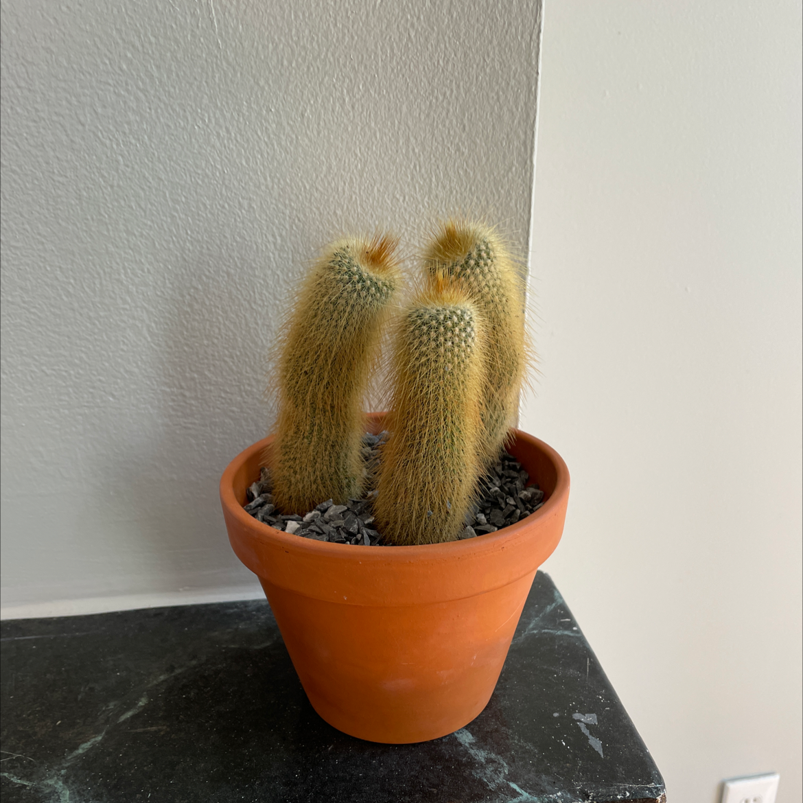 Photo of the plant species Cephalocereus polylophus by @UberCanadamint named Bob on Greg, the plant care app