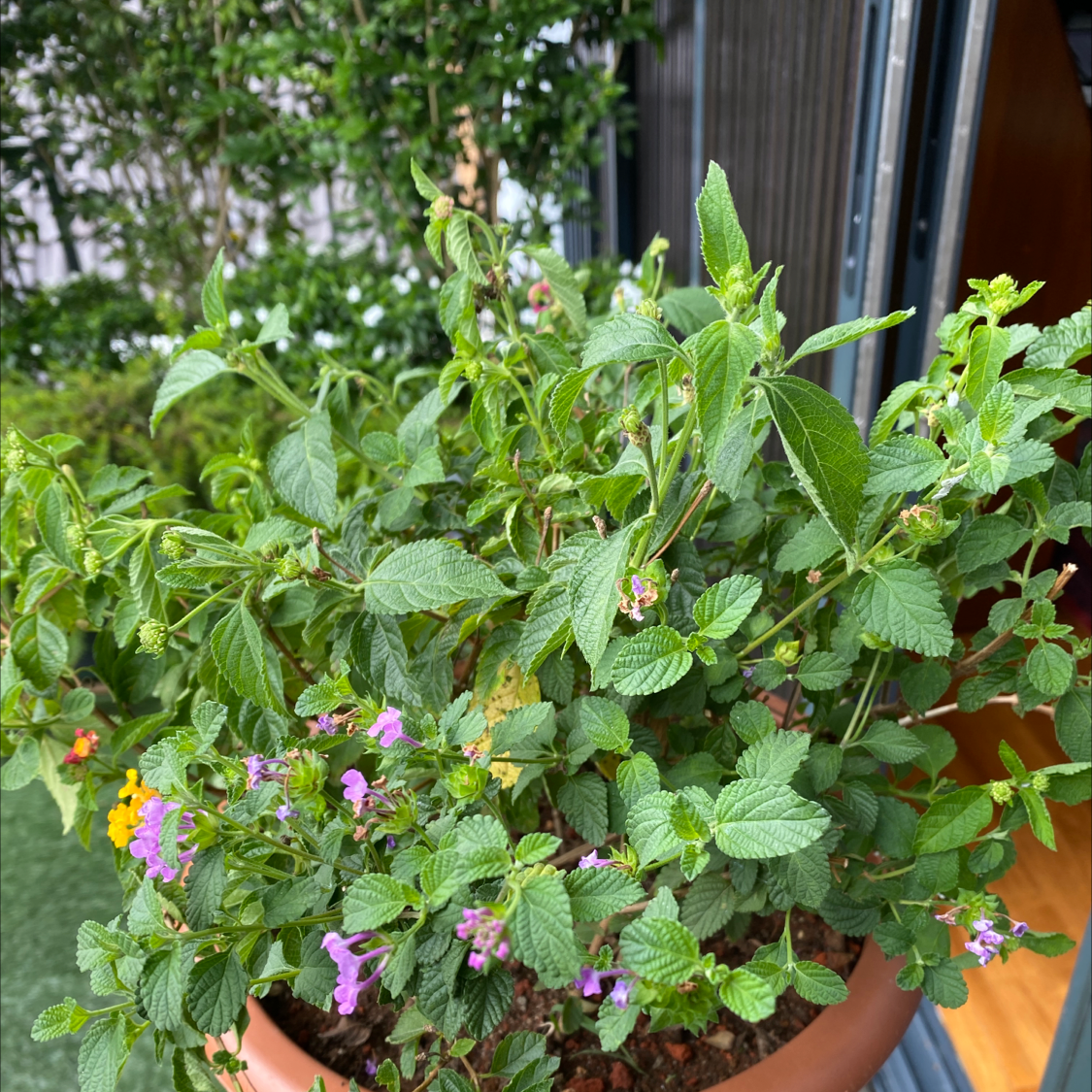 Trailing Lantana plant in a pot with green leaves and small flowers.
