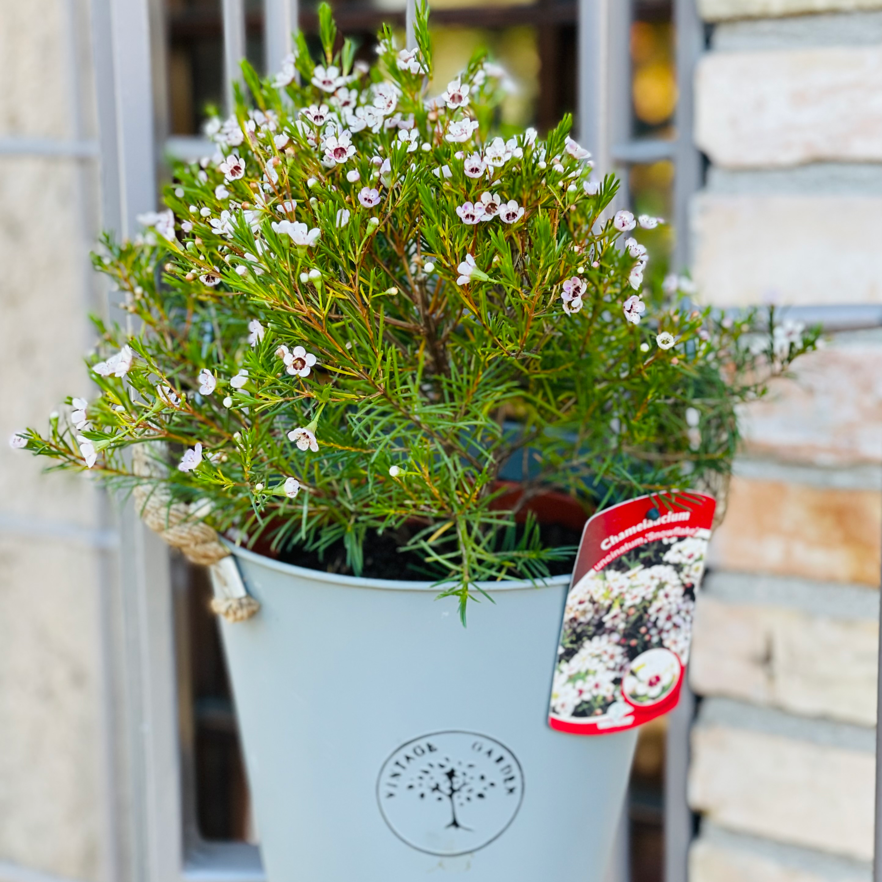 Photo of the plant species Geraldton waxflower by @SpeedyBlusher named Snow flake on Greg, the plant care app